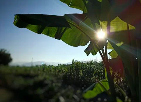 Light trails from the sun Stock Photos