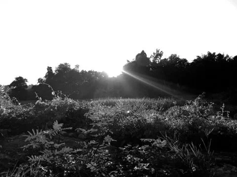 Light trails from the sun Stock Photos