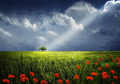 Light on the tree Stock Photos