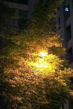 Light on the tree Stock Photos