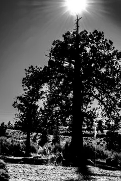 Light tree red mond bw Stock Photos