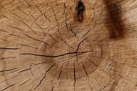 Light Tree Trunk Cross Section Texture Background Stock Photos