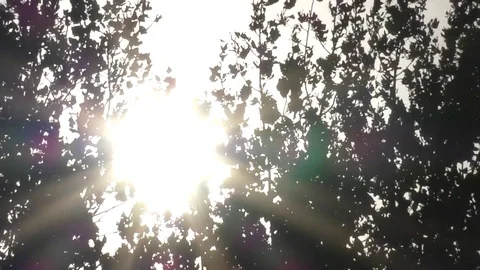 Light in the trees at sunset Video stock 78923139