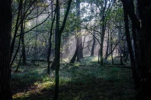 Light trough the forest Stock Photos