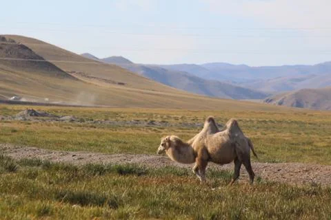 Light two-humped camel on pasture Stock Photos