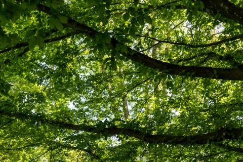 Light under a tree Stock Photos