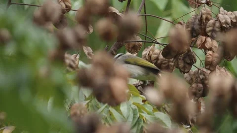 Light-vented Bulbul Bird Feeding on Seed Pods in a Dense Tree Stock Footage 344568768
