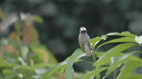 Light-vented Bulbul Bird Pearched on Leaf and Looking Around, Close Up Vidéo 266286664