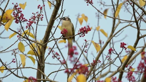 Light-vented Bulbul Bird Perched on a Tree Branch Eating Red Berries Vidéo 330318677