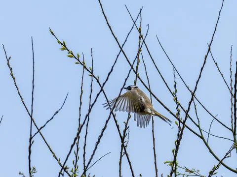 A Light-vented Bulbul flapping wings. Stock Photos