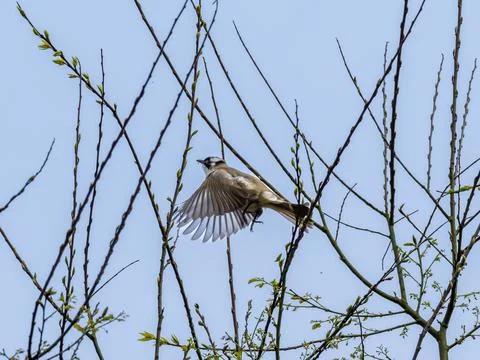 A Light-vented Bulbul flapping wings. Stock Photos