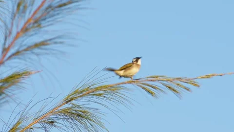 Light-Vented Bulbul Perching and Flying Away. Stock-Footage 323341929