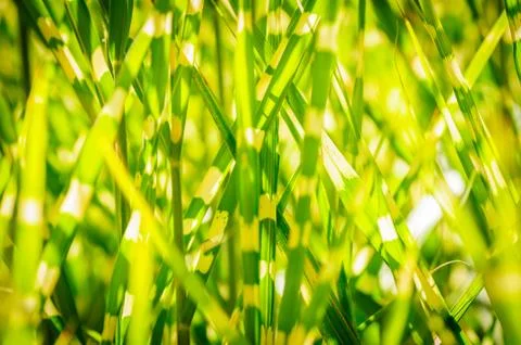 Light version. Close up background texture of striped grass. Green and yellow Stock-Fotos