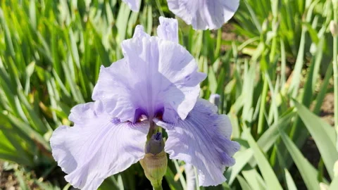 Light Violet Iris Flowers Open Under Bright Sunlight in a Green Meadow Stock Footage 335547970