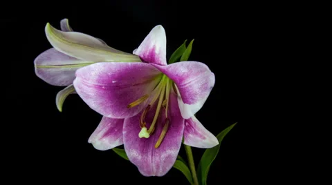 Light violet lily blooming timelapse in 4k Stock Footage 37541585