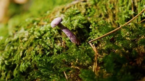 Light Violet mushroom with a green tiny spider. Stock Footage 142274403