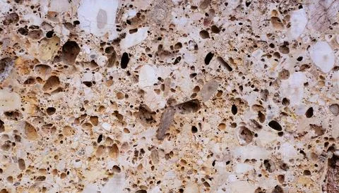 Light wall, slab of sawn shell rock with a fine texture of pebbles, pits, p.. Stock Photos