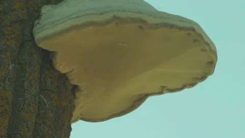 Light waves reflected on the surface of the fungus on the tree trunk Stockbeeldmateriaal 88285738