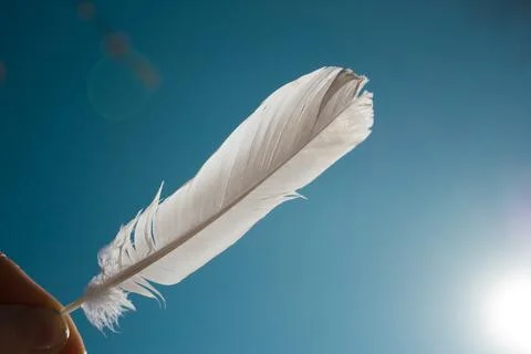 Light weight of white feather Stock Photos