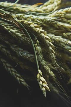 Light, wheat, background, flat lay, grass, decor, harvest, decoration, rust.. Stock Photos