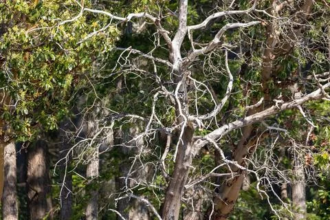 Light white branches of a madrona tree against leaves Stock Photos