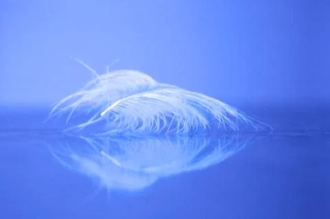 Light White Feather Delicate Soft Stock Photos