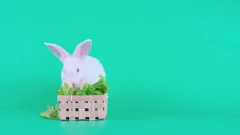 Light white rabbit eat vegetable and fruit such as apple on green screen Video stock 139399607