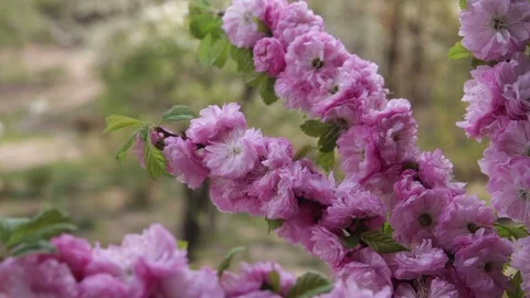 Light wind blows almond tree branches with lush flowers Stock Footage 129946510