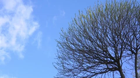Light wind blows bare tree branches growing against blue sky Stock Footage 130368077
