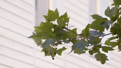 Light wind blows leaves on a branch Stock Footage 165278760