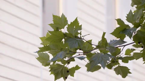 Light wind blows leaves on a branch in slow motion Stock Footage 165280259