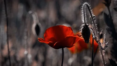 A light wind blows the poppy bud.A delicate flower.The bud buds sway. Stock Footage 98558658