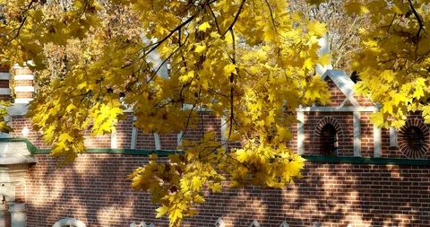 Light wind Stock Footage 96679322