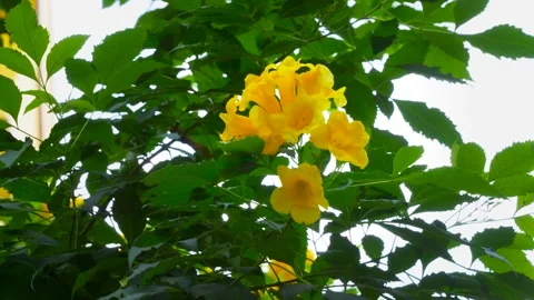 The Light Wind Moving The Yellow Elder Flowers On A Sunny Day Stock Footage 262777286