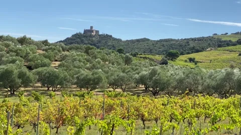 Light Wind in the Olive Trees and Vines, Sunny Blue Sky in South of France 4K Stock Footage 142637411