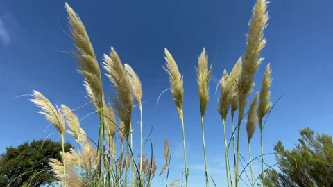 Light wind in Pampas grass, sunny blue sky, 4K Stock Footage 142523988