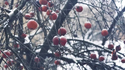 Light wind shakes the branches with red apples fruit still on tree with frost Stock Footage 100788519