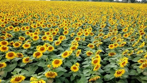 Light wind is shaking beautiful sunflowers on the field.  Stock Footage 102713528