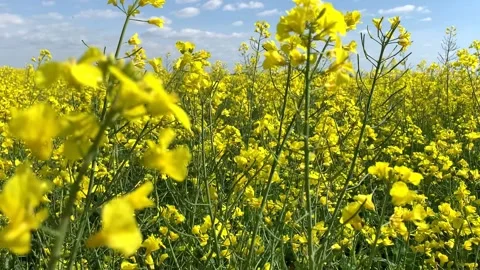 Light wind sways beautiful tender rape yellow flowers Stock Footage 136400459