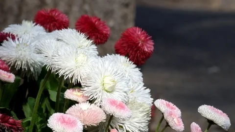 Light wind sways the multicolored english daisies (Bellis perennis) Stock Footage 89136646