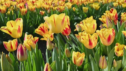 Light wind sways red yellow tulip flowers blooming on meadow Stock Footage 128985831