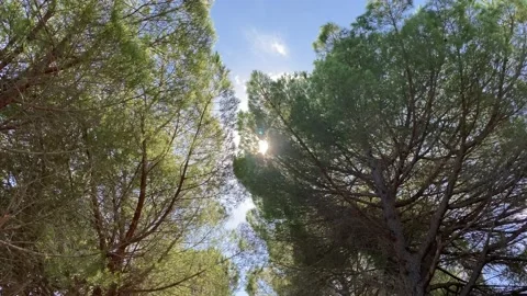 Light Wind trought Green Pines, Sunny Sky 4K Stock Footage 142645459