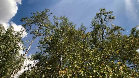 Light wind waving birch tree leaves, view from below Video stock 115938959