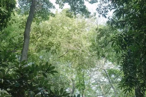 Light Window in an Airy Tropical Forest Canopy Stock Photos