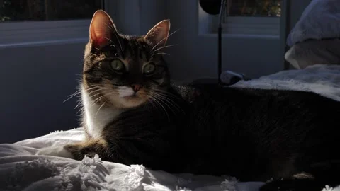 Light from a window flickers on a cats face slow motion 4K Stock Footage 252229139