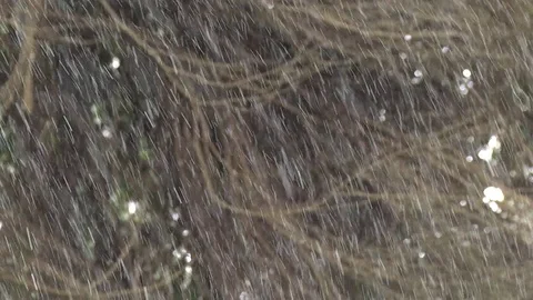 Light winter snow against forest background tight shot Olympic Peninsula 動画素材 70735607