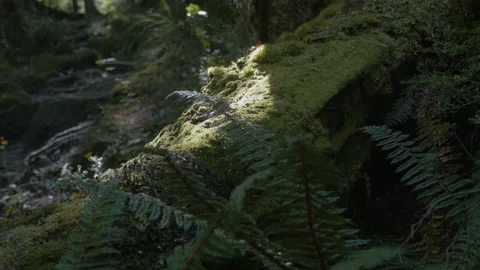 A light wire illuminates the moss on a tree trunk in a forest, in New Zealand Stock Footage 218389202