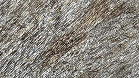 Light wood texture background Stock Photos