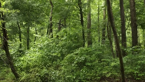 Light Woodland Rain Falling on Forest Leaves in Tennessee Stock Footage 337499808