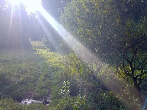 A light in the woods where the sun shines at 動画素材 80561921
